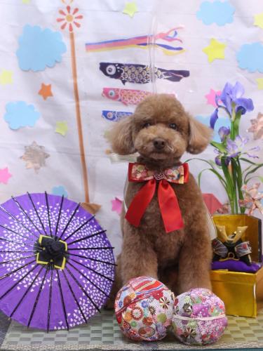 20240514ぷぷくん